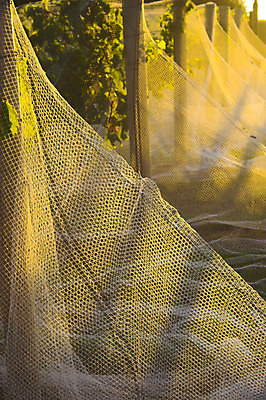 포토 JPG 해외이미지 나무 구름 산업 여행 밭 농업 자연 하늘 아침 풍경 사람없음 야외 초록색 농장 노란색 일출 와인 계곡 미국 일몰 봄 새벽 성장 시골 신선 그물 포도밭 포도나무 양조장 수평선 해외202004 해외포토 주간 자연요소 식물 계절 컬러 북아메리카 주류 노을 과일나무 생태계 파일형식 이미지허브