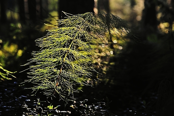 포토 JPG 해외이미지 나무 식물 꽃잎 꽃 줄기 잎 꽃무늬 자연 아침 건강 사람없음 야외 초록색 빛 햇빛 태양 약 맑음 나뭇가지 신선 닫기 확대 약초 숲 허브 유기농 장면 내추럴 해외202004 해외포토 주간 자연요소 웰빙 컬러 무늬 의학 모션 날씨 풀_식물 생태계 파일형식 이미지허브