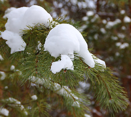 포토 JPG 해외이미지 나무 식물 전통 계절 백그라운드 크리스마스 겨울 자연 휴가 기념 사람없음 장식 초록색 축제 흰색 나뭇가지 축하 소나무 12월 심볼 상록수 전나무 원뿔 가문비나무 해외202004 해외포토 도형 기념일 컬러 컨셉 날짜 생태계 파일형식 이미지허브