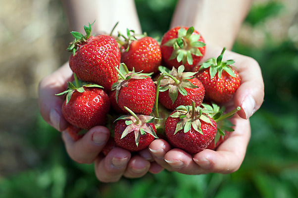포토 JPG 해외이미지 식물 라이프스타일 계절 열매 음식 잎 농업 채소 과일 자연 딸기 건강 관리 선물 씨앗 사람 사람없음 빨간색 초록색 농작물 태양 농장 정원 식사 수확 성장 신선 잡기 그룹 달콤 농부 수집 먹기 주기 상쾌 유기농 원예 팔 숙성 해외202004 해외포토 자연요소 직업 웰빙 감정 산업 컬러 모션 취미 생활 신체부위 맛 생태계 파일형식 이미지허브