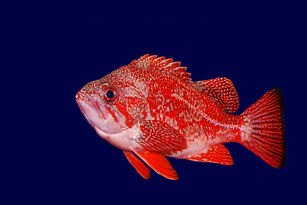 포토 JPG 해외이미지 음식 바다 백그라운드 어류 사람없음 빨간색 물 머리 신선 잡기 보트 시장 해산물 지느러미 고립 어안 해외202004 해외포토 자연요소 컬러 배_교통 모션 신체부위 수중동물 파일형식 이미지허브