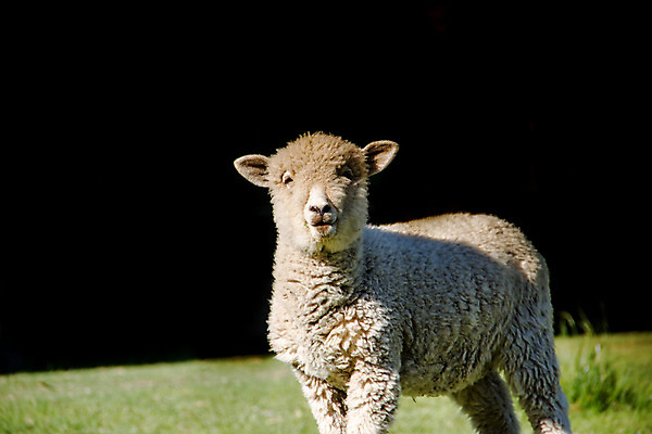 포토 JPG 해외이미지 주간 한마리 새끼 검은배경 잔디 사람없음 야외 목장 양 방목 해외202004 해외포토 자연요소 식물 동물 1 백그라운드 포유류 검은색 축산업 파일형식 이미지허브