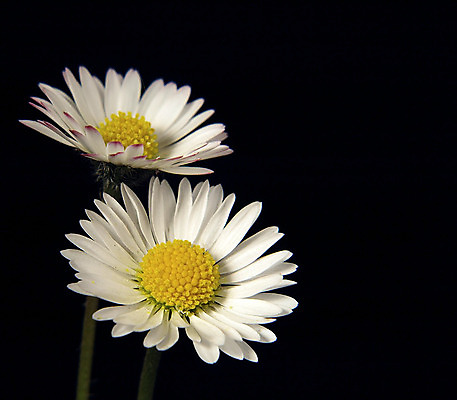 포토 JPG 해외이미지 식물 꽃 사람없음 정원 흰색 데이지 해외202004 해외포토 컬러 파일형식 이미지허브