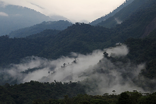 포토 JPG 해외이미지 나무 식물 구름 잎 자연 산 풍경 사람없음 초록색 평화 미국 습기 촉촉함 안개 물방울 황무지 분위기 숲 신비 열대우림 에콰도르 마법 내추럴 산악지대 뿌연 해외202004 해외포토 자연요소 컬러 컨셉 북아메리카 날씨 젖음 남아메리카 생태계 파일형식 이미지허브