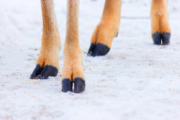 포토 JPG 해외이미지 동물 1 여자 얼굴 야생동물 어린이 겨울 포유류 자연 염소 털 뿔 사람없음 농장 갈색 머리 추위 흰색 시골 4 닫기 모피 묘사 호기심 주둥이 해외202004 해외포토 계절 감정 컬러 컨셉 농업 모션 사람 신체부위 숫자 생태계 파일형식 이미지허브