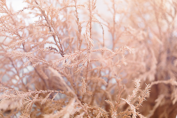 포토 JPG 해외이미지 공원 줄기 잎 밭 오렌지 자연 건조 사람없음 물 갈색 정원 죽음 신선 작음 큼 날카로움 부드러움 블러 옛날 해외202004 해외포토 자연요소 식물 공공시설 컬러 농업 과일 감각 크기 생태계 파일형식 이미지허브