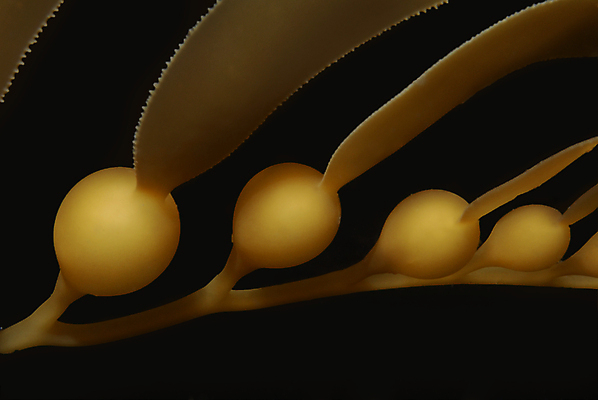 포토 JPG 해외이미지 식물 바다 백그라운드 잎 전구 검은배경 추상 사람없음 초록색 물 파란색 갈색 검은색 수중 해조류 생물학 캘리포니아 태평양 거인 고립 다시마 침몰 해외202004 해외포토 자연요소 교육 컬러 무늬 미국 해양식물 파일형식 이미지허브