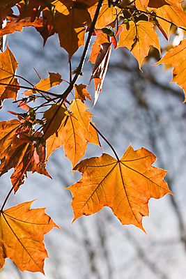 포토 JPG 해외이미지 식물 계절 단풍 잎 자연 사람없음 빛 봄 나뭇가지 투명 해외202004 해외포토 나무 생태계 파일형식 이미지허브