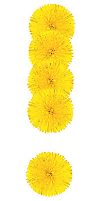 포토 JPG 해외이미지 식물 디자인 알파벳 교육 꽃잎 꽃 꽃다발 꽃무늬 오렌지 텍스트 자연 사람없음 컬러풀 숫자 노란색 머리 정원 봄 벚꽃 흰색 개화 메시지 민들레 편지 다발 심볼 향수 사인 냄새 최초 내추럴 고립 초보 많음 해외202004 해외포토 문자 영어 계절 컬러 컨셉 무늬 과일 신체부위 화장품 생태계 파일형식 이미지허브