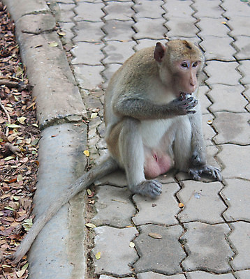 포토 JPG 해외이미지 나무 동물 응시 얼굴 야생동물 포유류 태국 자연 사람없음 야외 초록색 노란색 나뭇가지 원숭이 표현 숲 큼 열대우림 코 귀 주둥이 내추럴 섬광 아마존 총구 해외202004 해외포토 식물 시선 아시아 컬러 신체부위 크기 생태계 파일형식 이미지허브