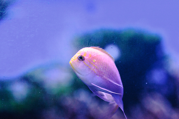 포토 JPG 해외이미지 바다 어류 사람없음 수중 암초 해외202004 해외포토 수중동물 파일형식 이미지허브