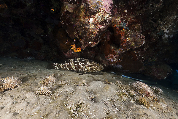 포토 JPG 해외이미지 식물 동물 모래 바다 백그라운드 자연 표면 어류 풍경 사람없음 물 파란색 컬러풀 햇빛 태양 바닷속 수중 광선 산호 아래 다이빙 장면 암초 깊이 소금물 이국적 침몰 파라다이스 해외202004 해외포토 자연요소 컬러 수영 수중동물 자포동물 방향 생태계 위치 수중스포츠 파일형식 이미지허브