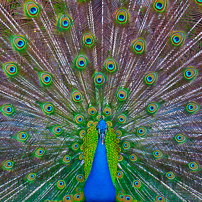 포토 JPG 해외이미지 동물 커플 남자 야생동물 백그라운드 패턴 신체 자연 조류 사람없음 가로 초록색 파란색 컬러풀 노란색 머리 활발 펼침 쌍 원형 의식 우아함 공작 전시회 깃털 꼬리 부리 목 보여주기 멀티 웅장함 터키석 해외202004 해외포토 도형 컬러 컨셉 무늬 관계 모션 사람 신체부위 전시 보석 생태계 파일형식 이미지허브