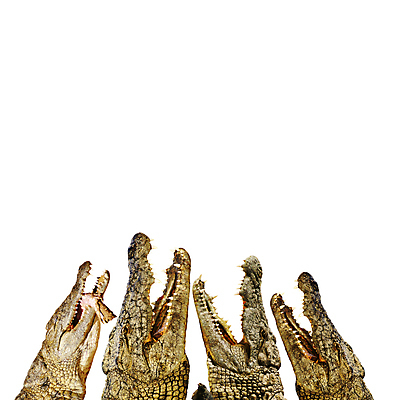 포토 JPG 해외이미지 동물 야생동물 포유류 파충류 아프리카 자연 표면 생물 동물원 저울 양서류 사람없음 강 머리 힘 오픈 입 거친 황무지 치아 위험 큼 가죽 피부 눈금 사냥 육식동물 악어 사냥꾼 토막 송곳니 숨김 고립 공격적 힘찬 해외202004 해외포토 직업 나라 컨셉 신체부위 소화기관 크기 생태계 파일형식 이미지허브