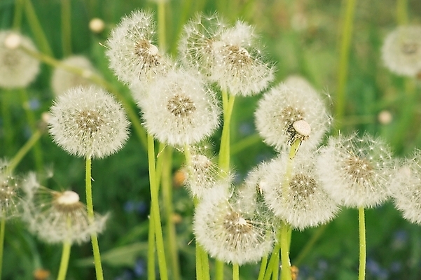 포토 JPG 해외이미지 식물 계절 줄기 자연 씨앗 사람없음 야외 여름 빛 햇빛 머리 환경 성장 흰색 시골 민들레 생물학 러시아 해외202004 해외포토 교육 꽃 유럽 컬러 신체부위 태양 생태계 파일형식 이미지허브