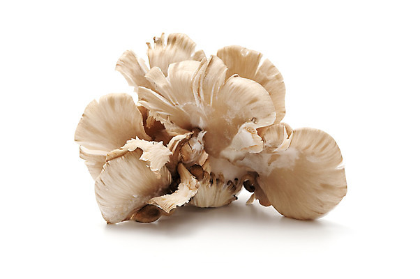 포토 JPG 해외이미지 스튜디오촬영 음식 사람없음 버섯 굴 닫기 자르기 흰배경 고립 식용 정물화 세련 해외202004 해외포토 백그라운드 모션 어패류 실내 흰색 그림 파일형식 이미지허브