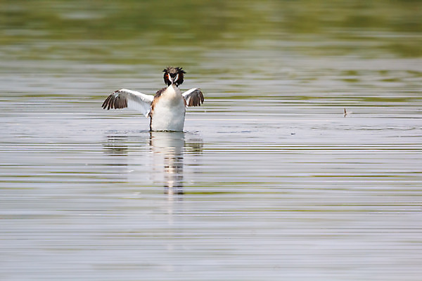 포토 JPG 해외이미지 동물 계절 여자 호수 야생동물 백그라운드 가족 모션 자연 조류 오리 사람없음 야외 가로 세로 초록색 물 여름 파란색 반려동물 강 햇빛 반사 갈색 노란색 우주 수영 봄 회색 관찰 연못 그룹 습지 작음 깃털 다이빙 부리 솜털 청둥오리 전경 해외202004 해외포토 자연요소 컬러 관계 사람 풍경 태양 수상스포츠 크기 생태계 수중스포츠 파일형식 탑뷰 이미지허브