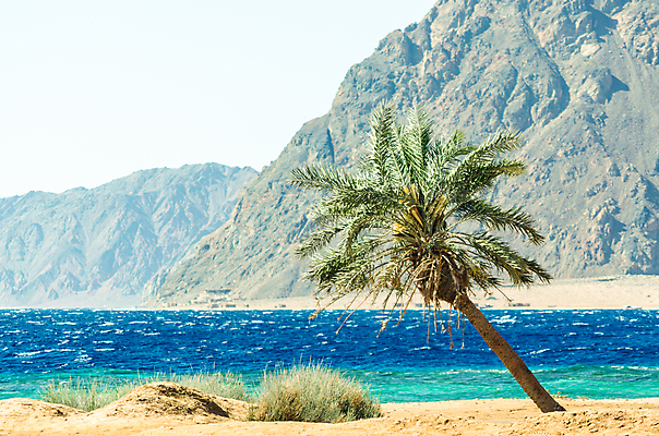 포토 JPG 해외이미지 나무 식물 계절 모래 파도 바다 여행 백그라운드 잎 중동 자연 휴가 열대 산 건조 이집트 동양인 풍경 사람없음 초록색 물 여름 파란색 바위 나뭇가지 뜨거움 서핑 휴양지 암초 석호 해외202004 해외포토 자연요소 나라 컬러 아프리카 인종 장소 돌_바위 수상스포츠 생태계 파일형식 이미지허브