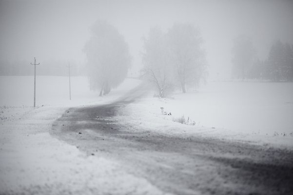 포토 JPG 해외이미지 나무 도로 겨울 흑백 풍경 사람없음 검은색 회색 안개 흰색 나뭇가지 기둥 서리 자작나무 1월 벨로루시 해외202004 해외포토 식물 계절 건축 길 컬러 교통시설 날씨 촬영기법 날짜 파일형식 이미지허브