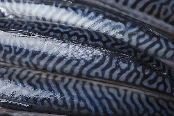 포토 JPG 해외이미지 동물 접시 음식 바다 백그라운드 다이어트 재료 자연 낚시 건강 저울 육류 어류 요리 사람없음 머리 주방 식당 식사 저녁식사 흰색 신선 잡기 시장 맛 은색 먹기 해산물 피부 꼬리 날것 지느러미 고등어 어장 점심식사 고립 단백질 생식 해외202004 해외포토 식기 컬러 컨셉 식재료 모션 레저 신체부위 상점 수중동물 생태계 영양소 파일형식 이미지허브