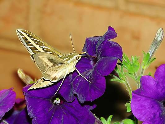 포토 JPG 해외이미지 식물 동물 꽃 야생동물 선 곤충 절지류 자연 생물 종류 사람없음 야외 환경 정원 보라색 미국 흰색 주름 벌레 먹이 생물학 꿀 스핑크스 나방 내추럴 강렬 동물상 생태학 수유 해외202004 해외포토 교육 컬러 북아메리카 이집트 조형물 생태계 파일형식 이미지허브