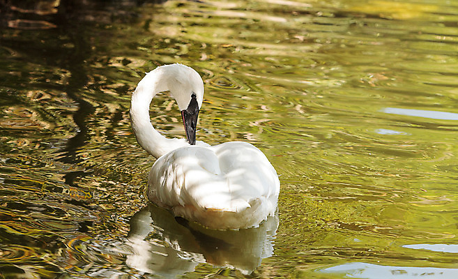포토 JPG 해외이미지 호수 야생동물 자연 조류 사람없음 수영 연못 깃털 부리 백조 물새 해외202004 해외포토 동물 수상스포츠 생태계 파일형식 이미지허브