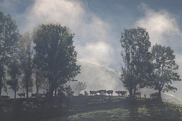 포토 JPG 해외이미지 나무 구름 계절 공원 여행 백그라운드 자연 하늘 아침 휴가 산 풍경 사람없음 야외 초록색 여름 파란색 빛 컬러풀 햇빛 태양 일출 환경 계곡 어둠 황혼 일몰 봄 새벽 안개 가을 흰색 시골 숲 언덕 장면 내추럴 뿌연 전국 절정 환상 해외202004 해외포토 주간 자연요소 식물 공공시설 컬러 컨셉 날씨 노을 생태계 파일형식 이미지허브