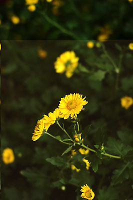 포토 JPG 해외이미지 국화 사람없음 침묵 해외202004 해외포토 꽃 소리 파일형식 이미지허브