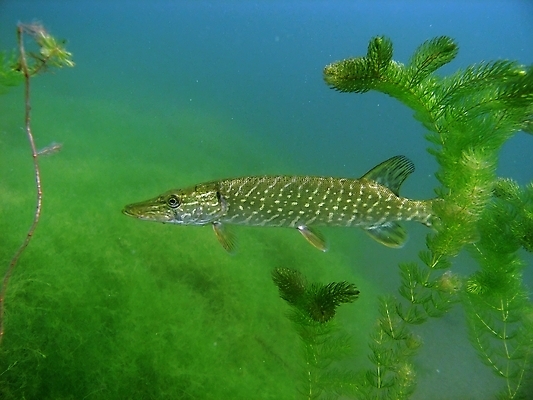 포토 JPG 해외이미지 식물 동물 호수 야생동물 잎 자연 어류 사람없음 초록색 물 수중 스노클링 동물상 민물 해외202004 해외포토 자연요소 컬러 조형물 수중동물 수상스포츠 생태계 파일형식 이미지허브