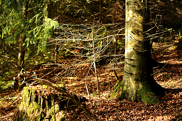 포토 JPG 해외이미지 나무 계절 공원 여행 백그라운드 잎 자연 풍경 사람없음 야외 초록색 여름 빛 햇빛 환경 맑음 봄 꿈 안개 숲 신비 신화 내추럴 해외202004 해외포토 식물 공공시설 컬러 컨셉 날씨 태양 생태계 파일형식 이미지허브