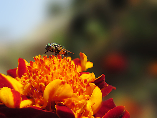 포토 JPG 해외이미지 꽃잎 꽃 백그라운드 사람없음 빨간색 초록색 노란색 맑음 꽃가루 블러 해외202004 해외포토 식물 컬러 날씨 가루 파일형식 이미지허브