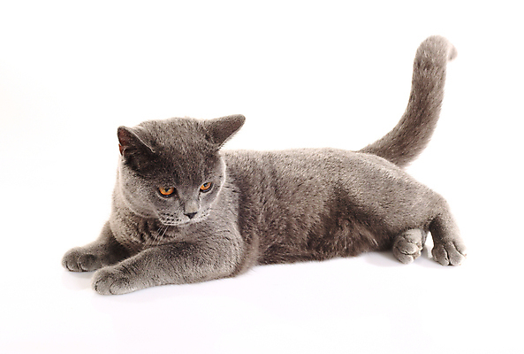 포토 JPG 해외이미지 동물 1 영어 응시 얼굴 백그라운드 오렌지 영국 수염 털 사람없음 파란색 고양이 회색 흰색 싱글 솜털 해외202004 해외포토 문자 시선 유럽 컬러 과일 포유류 신체부위 반려동물 파일형식 이미지허브