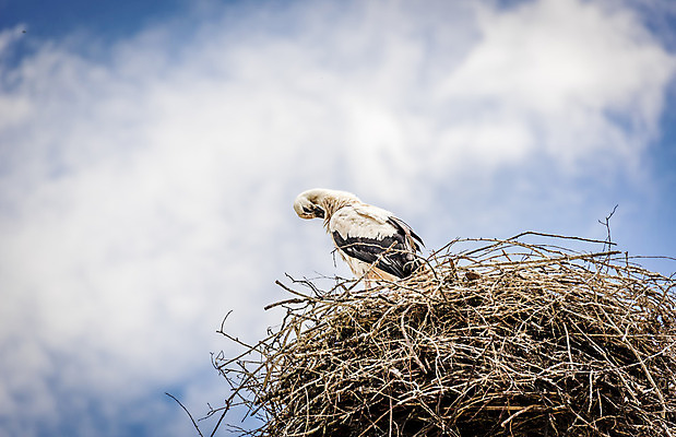 포토 JPG 해외이미지 동물 구름 야생동물 백그라운드 하늘 사람없음 여름 파란색 둥지 큼 깃털 부리 목 서식지 웅장함 황새 해외202004 해외포토 자연요소 계절 컬러 조류 신체부위 크기 파일형식 이미지허브
