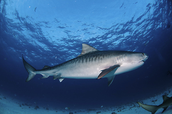 포토 JPG 해외이미지 동물 어류 사람없음 물 수중 육식동물 지느러미 상어 해외202004 해외포토 자연요소 수중동물 파일형식 이미지허브