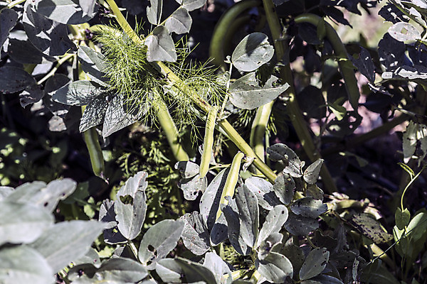 포토 JPG 해외이미지 식물 문화 음식 잎 농업 자연 날씨 콩 사람없음 초록색 물 여름 햇빛 봄 활발 에너지 성장 시골 순환 영양분 해외202004 해외포토 자연요소 계절 산업 컬러 컨셉 모션 곡류 태양 생태계 파일형식 이미지허브