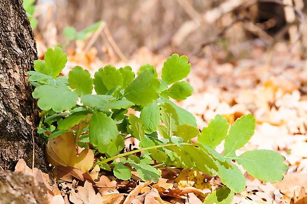 포토 JPG 해외이미지 나무 식물 디자인 배너 계절 꽃 백그라운드 단풍 잎 오렌지 자연 벽지 휴가 바닥 건조 사람없음 야외 빨간색 초록색 빛 농작물 갈색 노란색 가을 개화 황금 클로버 떨어짐 폐기물 숲 이슬 빗방울 관목 묘사 질감 10월 내추럴 강렬 옛날 해외202004 해외포토 컬러 컨셉 농업 과일 비_날씨 날짜 쓰레기 생태계 파일형식 이미지허브