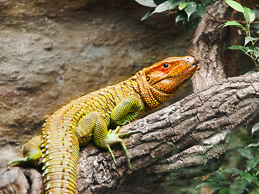 포토 JPG 해외이미지 나무 동물 1 야생동물 무지개 파충류 자연 사람없음 빨간색 초록색 반려동물 컬러풀 미국 힘 흰색 용 남아메리카 숲 열대우림 라틴아메리카 혀 피부 도마뱀 육식동물 나무껍질 에콰도르 북쪽 브라질 남쪽 동물상 이국적 페루 해외202004 해외포토 자연요소 식물 컬러 북아메리카 아메리카 신체부위 조형물 껍질 입 방향 생태계 파일형식 이미지허브
