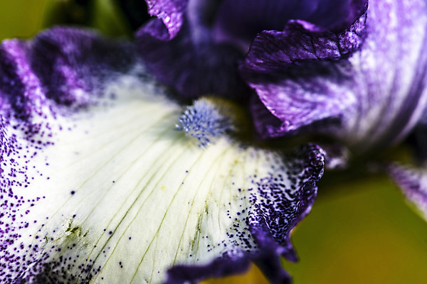 포토 JPG 해외이미지 식물 계절 꽃 꽃다발 잎 자연 날씨 휴식 사람없음 초록색 정원 보라색 화목 힘 봄 에너지 성장 시골 제비꽃 원예 정맥 해외202004 해외포토 컬러 컨셉 취미 생태계 혈관 파일형식 이미지허브