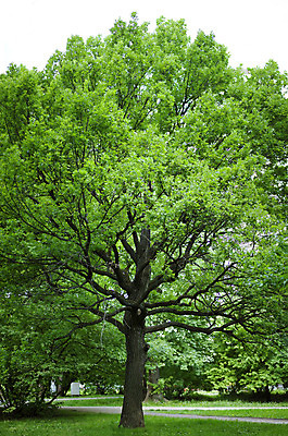 포토 JPG 해외이미지 나무 식물 공원 잎 자연 휴식 풍경 사람없음 초록색 여름 나뭇가지 큼 해외202004 해외포토 계절 공공시설 컬러 컨셉 크기 생태계 파일형식 이미지허브