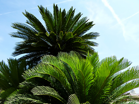 포토 JPG 해외이미지 주간 나무 식물 계절 잎 자연 하늘 날씨 열대 손바닥 사람없음 초록색 파란색 태양 내추럴 이상 해외202004 해외포토 자연요소 손 컬러 생태계 파일형식 이미지허브