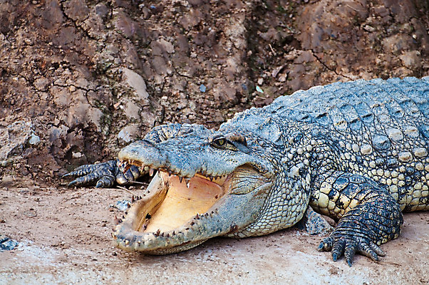 포토 JPG 해외이미지 동물 계절 공원 아시아 야생동물 여행 신발 가방 파충류 태국 자연 휴가 사람없음 초록색 머리 추위 신혼여행 분노 입 호주 치아 위험 무서움 가죽 땅 피부 눈물 속도 도마뱀 쇼 육식동물 악어 라오스 사냥꾼 남쪽 거짓말 해외202004 해외포토 직업 잡화 공공시설 감정 나라 컬러 결혼 컨셉 신체부위 소화기관 오세아니아 방향 생태계 파일형식 이미지허브