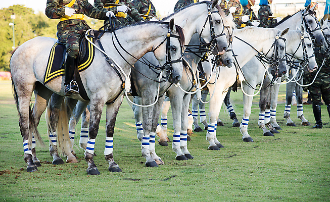 포토 JPG 해외이미지 전통 문화 백그라운드 발 자연 사람 사람없음 깃발 승마 중세 역사 보호 군용 방콕 전쟁 쇼 육군 병정 라이더 해외202004 해외포토 스포츠 컨셉 태국 군대 신체부위 생태계 파일형식 이미지허브