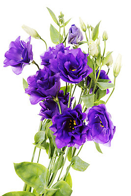 포토 JPG 해외이미지 식물 계절 꽃잎 꽃 줄기 백그라운드 잎 자연 선물 사람없음 장식 초록색 여름 보라색 화목 봄 활발 벚꽃 흰색 신선 오픈 개화 우아함 닫기 다발 제비꽃 순수 고립 꽃수술 영원 완전 해외202004 해외포토 컬러 컨셉 모션 생태계 파일형식 이미지허브