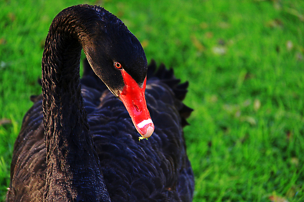 포토 JPG 해외이미지 동물 조류 사람없음 빨간색 초록색 검은색 우아함 호주 깃털 부리 백조 목 해외202004 해외포토 컬러 컨셉 신체부위 오세아니아 파일형식 이미지허브