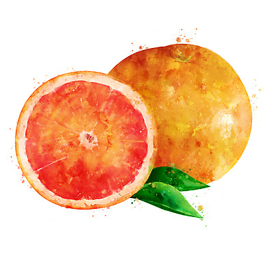 포토 JPG 해외이미지 과일 일러스트 사람없음 자몽 해외202004 해외포토 파일형식 이미지허브