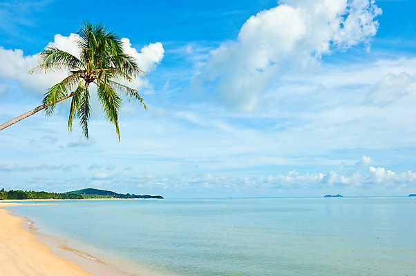 포토 JPG 해외이미지 나무 구름 모래 파도 바다 섬 여행 백그라운드 컨셉 잎 자연 하늘 추상 휴가 휴식 손바닥 사람없음 야외 물 여름 태양 봄 만 서핑 산호 심볼 휴양지 코코넛 세이셸 석호 로스앤젤레스 이국적 해외202004 해외포토 자연요소 식물 손 계절 무늬 과일 아프리카 미국 장소 수상스포츠 자포동물 생태계 파일형식 이미지허브