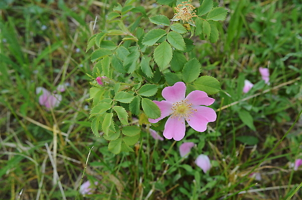 포토 JPG 해외이미지 식물 꽃잎 꽃 백그라운드 잎 꽃무늬 자연 조류 사람없음 장식 초록색 컬러풀 정원 벚꽃 숲 고립 파라다이스 해외202004 해외포토 동물 컬러 무늬 생태계 파일형식 이미지허브