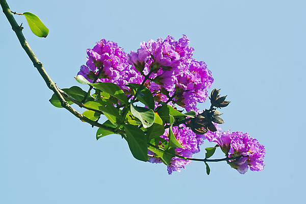 포토 JPG 해외이미지 나무 식물 꽃 꽃무늬 자연 사람없음 빨간색 환경 정원 봄 해외202004 해외포토 계절 컬러 무늬 생태계 파일형식 이미지허브