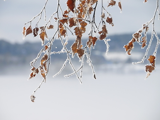 포토 JPG 해외이미지 나무 식물 계절 백그라운드 잎 크리스마스 겨울 패턴 자연 날씨 추상 사람없음 야외 목재 초록색 물 파란색 얼음 흐름 추위 수확 흰색 물방울 나뭇가지 소나무 신용카드 떨어짐 숲 이슬 12월 크리스탈 묘사 질감 서리 온도 고드름 1월 내추럴 필터 억울 해외202004 해외포토 자연요소 기념일 감정 컬러 컨셉 무늬 농업 재료 금융 날짜 광석 생태계 파일형식 이미지허브