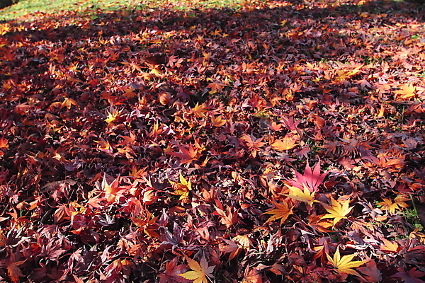 포토 JPG 해외이미지 나무 식물 계절 아시아 백그라운드 단풍 잎 오렌지 자연 사람없음 빨간색 노란색 일본 가을 질감 내추럴 해외202004 해외포토 나라 컬러 과일 생태계 파일형식 이미지허브